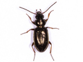 Bembidion lampros